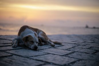 Image of stray Dog on street